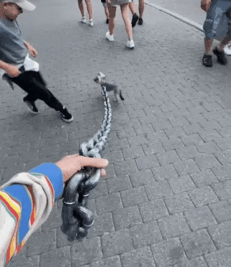 Chic Dog Walking Leash